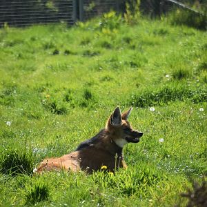 Maned wolf, Chrysocyon brachyurus