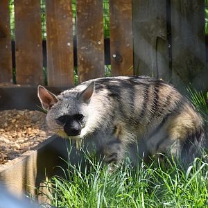 Southern aardwolf, Proteles cristatus
