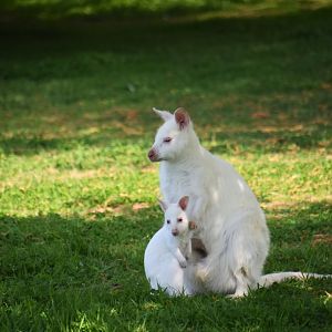 Bennett's wallaby, Notamacropus rufogriseus