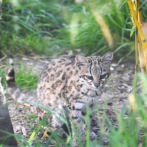 Oncilla, Leopardus tigrinus