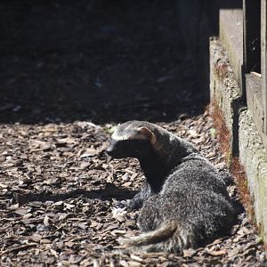 Greater grison, Galictis vittata