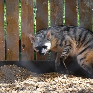 Southern aardwolf, Proteles cristata