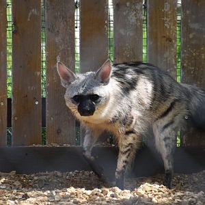 Southern aardwolf, Proteles cristata