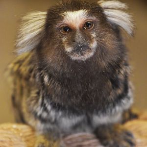 Common marmoset, Callithrix jacchus