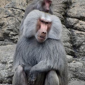 Hamadryas Baboon (Papio hamadryas) pair grooming