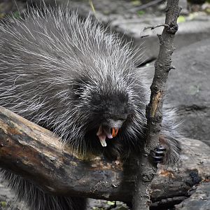 North American Porcupine (Erethizon dorsatum) yawning