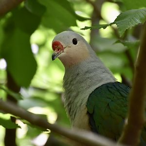 Red-Knobbed Imperial Pigeon (Ducula rubricera)