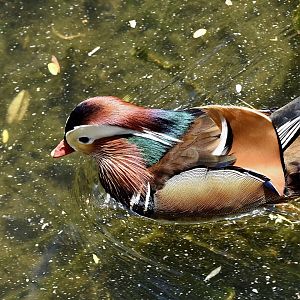 Mandarin Duck (Aix galericulata) male