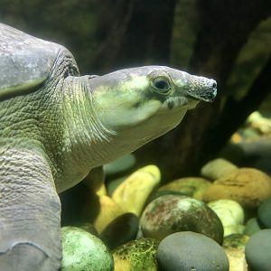 Pig-Nosed Turtle (Carettochelys insculpta)