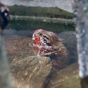 Chinese Crocodile Lizard (Shinisaurus crocodilurus) male