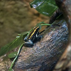 Golfodulcean Poison Frog (Phyllobates vittatus) calling