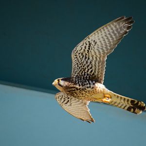 Eurasian Kestrel - Hyogojima Park