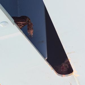 Eurasian Kestrel - Hyogojima Park