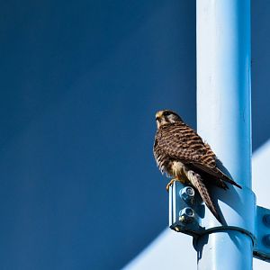 Eurasian Kestrel - Hyogojima Park