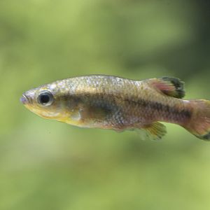 Rainbow characodon