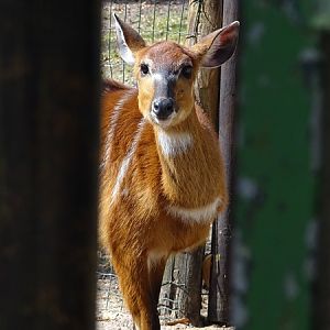 Western sitatunga (Tragelaphus spekii gratus)