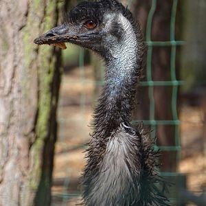 Emu (Dromaius novaehollandiae)
