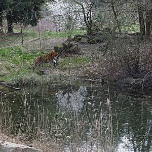Siberian tiger enclosure