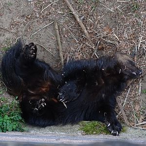 European wolverine (Gulo gulo gulo)