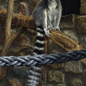 Ring-tailed lemur (Lemur catta)