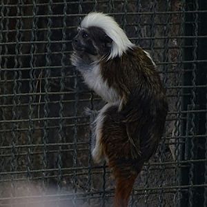 Cotton-top tamarin (Saguinus oedipus)