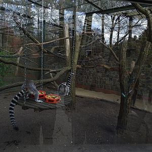 Ring-tailed lemur enclosure