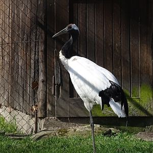 Red-crowned crane (Grus japonensis)