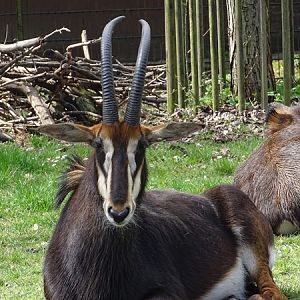 Black sable antelope (Hippotragus niger niger)