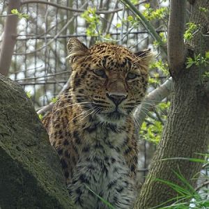North chinese leopard (Panthera pardus japonensis)