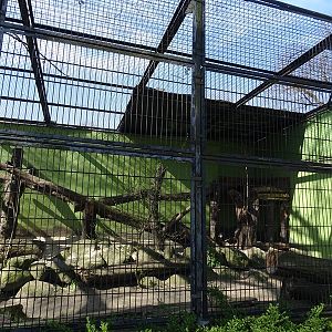 First leopard enclosure