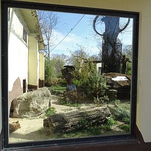 Third leopard enclosure