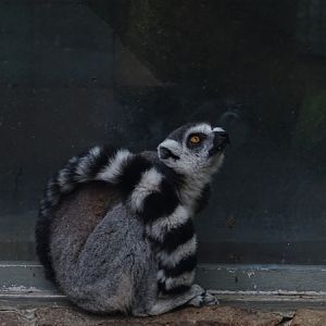 Ring-tailed lemur (Lemur catta)