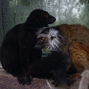 Black lemur (Eulemur macaco)
