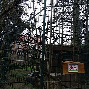 Black + ring-tailed lemur enclosure