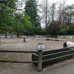 Donkey enclosure