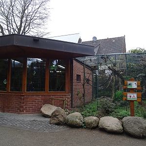 Golden-headed lion tamarin enclosure