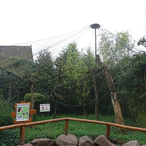Golden-headed lion tamarin enclosure