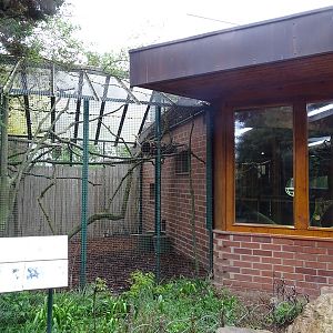 Geoffroys marmoset enclosure