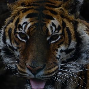 Tiger (Panthere tigris)