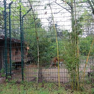 Tiger enclosure