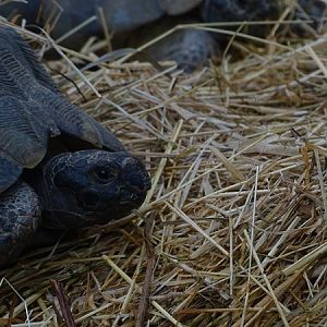 Marginated tortoise (Testudo marginata)