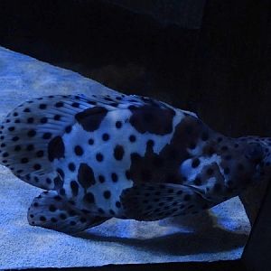 Meeresaquarium Zella-Mehlis: Chromileptes altivelis