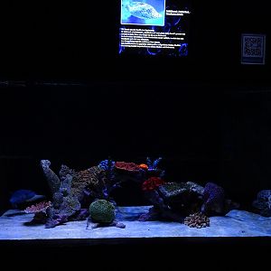 Meeresaquarium Zella-Mehlis: grouper/parrotfish/pufferfish tank