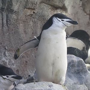 Chinstrap Penguins