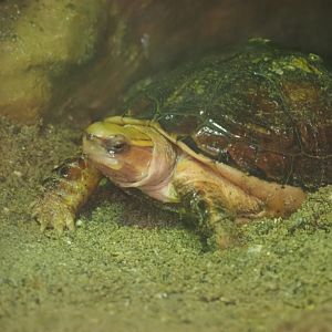 McCord's Box Turtle