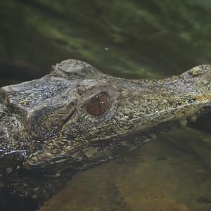 Cuvier's Dwarf Caiman