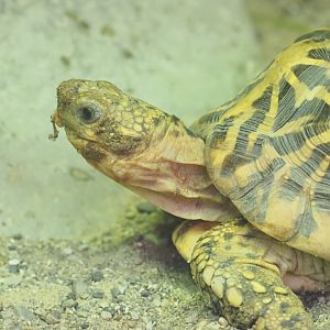 Indian Star Tortoise