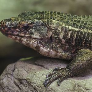 Giant Plated Lizard