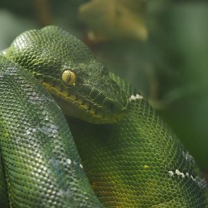 Emerald Tree Boa