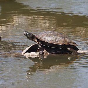 Painted Turtle (Wild)